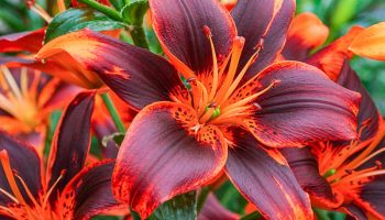 FOREVER LINDA ASIATIC LILY, Forever Susan Asiatic Lily