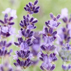lavendula-hidcote-lavender_1